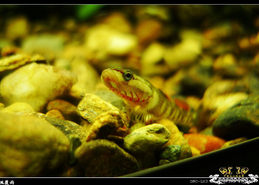 [原创]翻缸只为养本土原生！