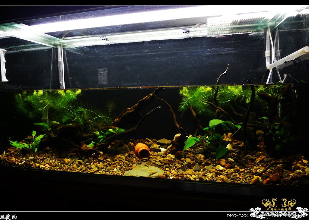 [原创]翻缸只为养本土原生！