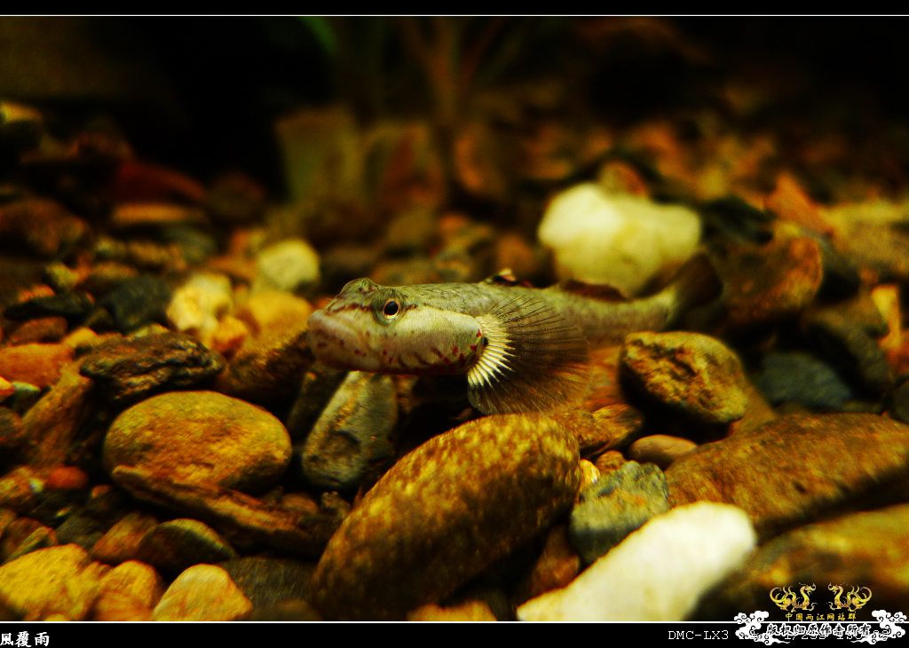 [原创]翻缸只为养本土原生！