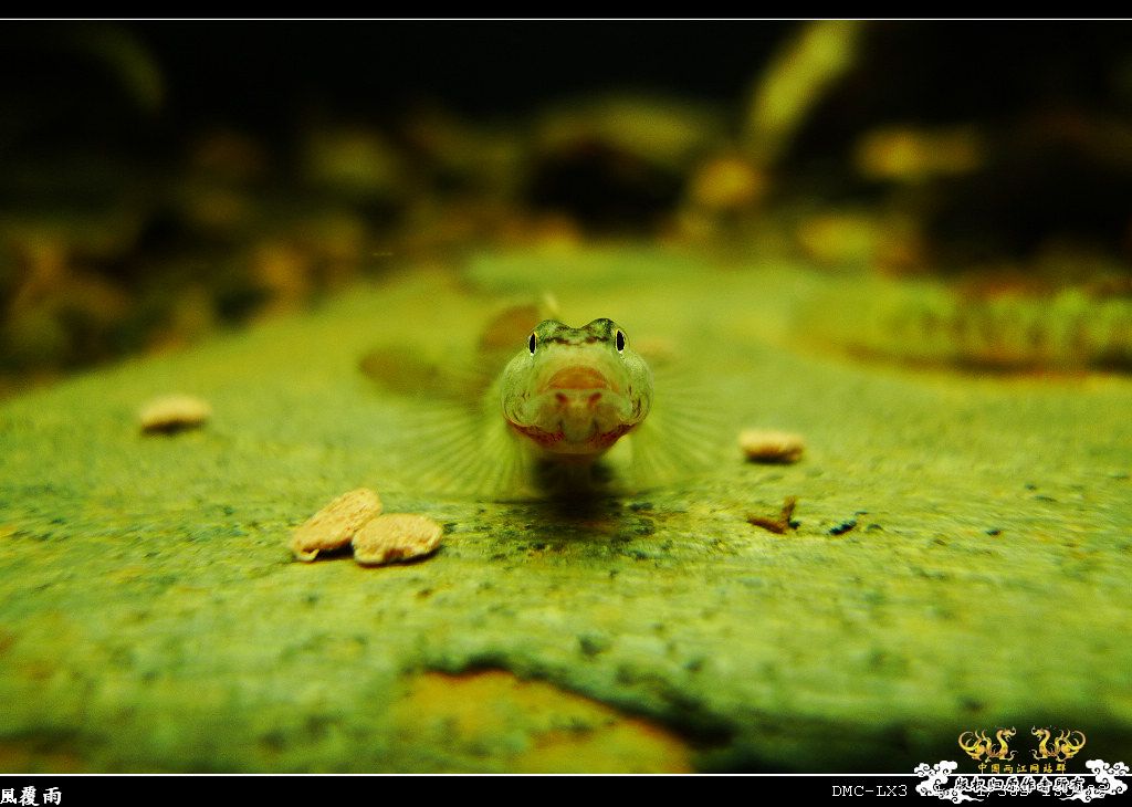 [原创]翻缸只为养本土原生！