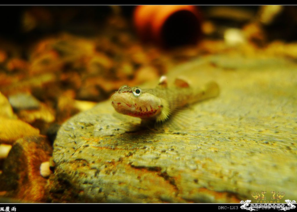 [原创]翻缸只为养本土原生！