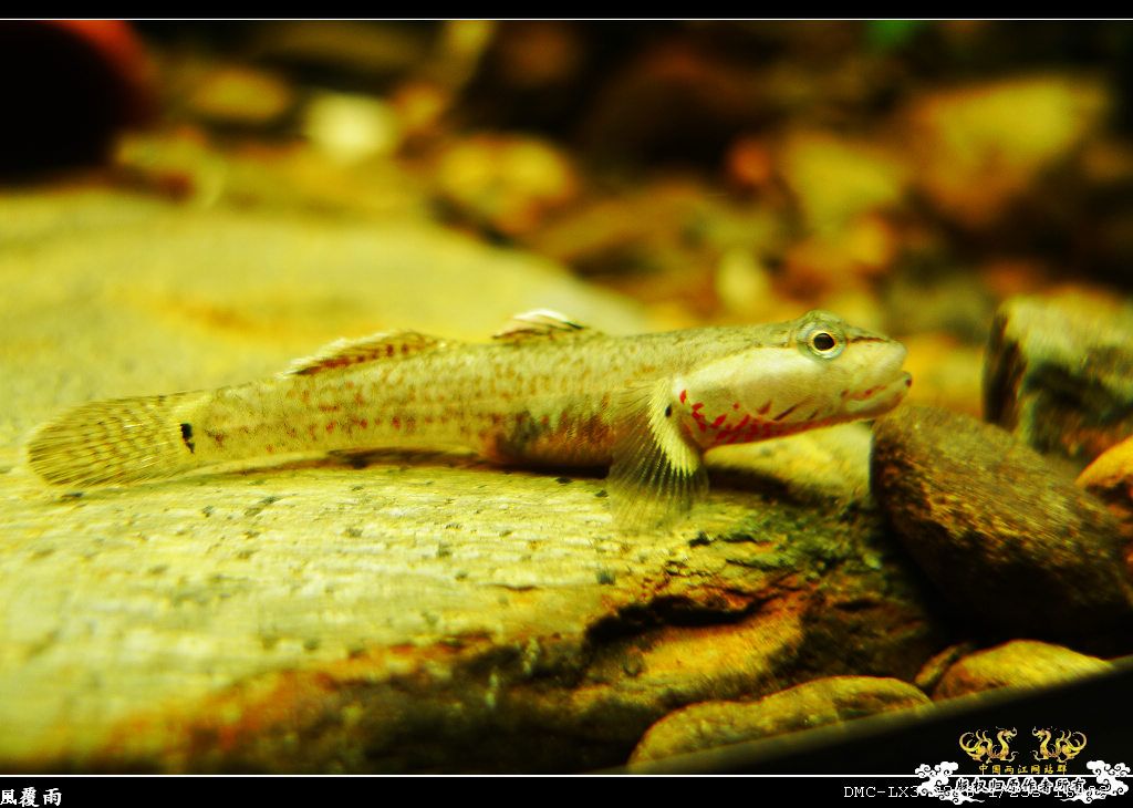 [原创]翻缸只为养本土原生！