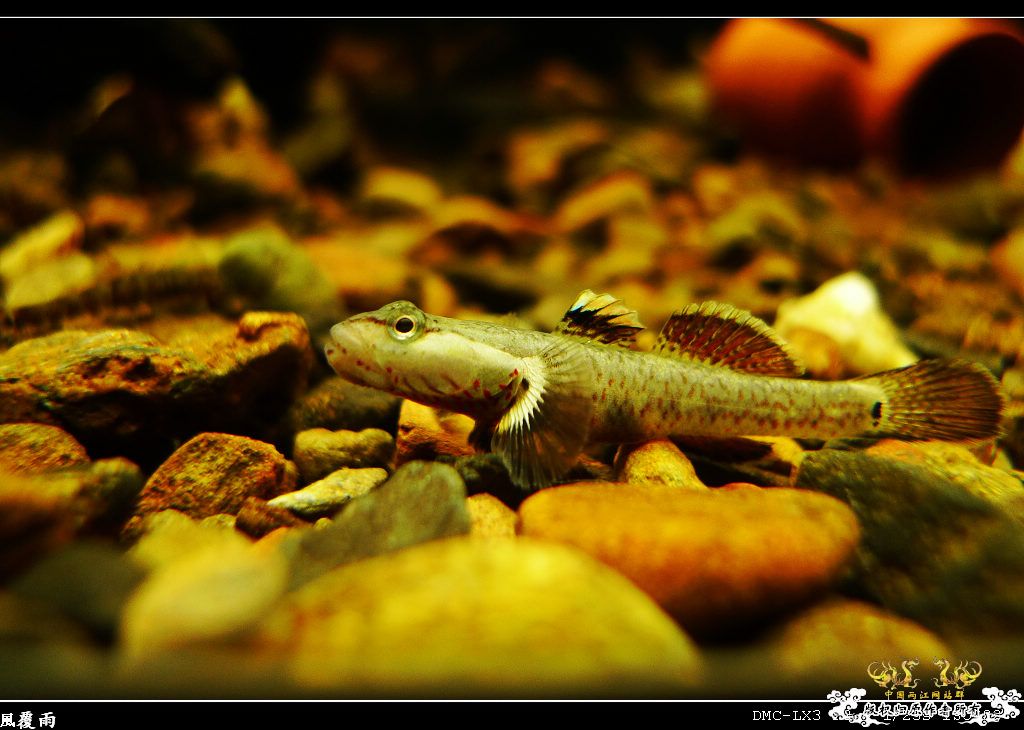 [原创]翻缸只为养本土原生！