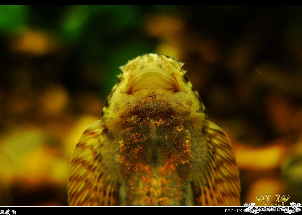 [原创]翻缸只为养本土原生！