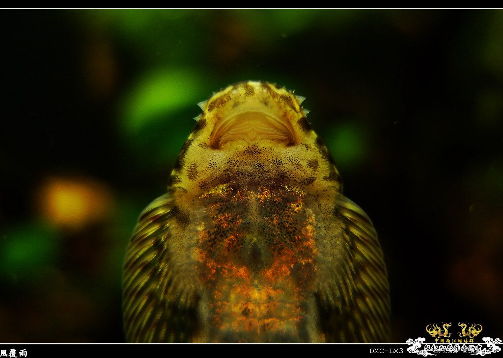 [原创]翻缸只为养本土原生！