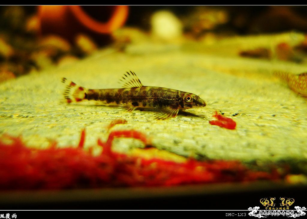 [原创]翻缸只为养本土原生！