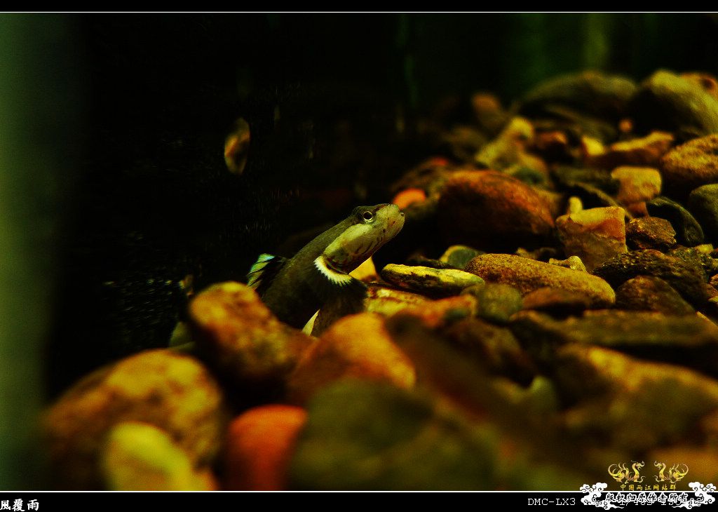 [原创]翻缸只为养本土原生！