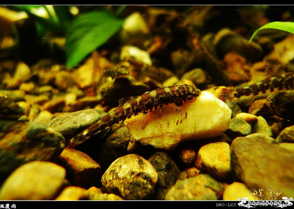 [原创]翻缸只为养本土原生！