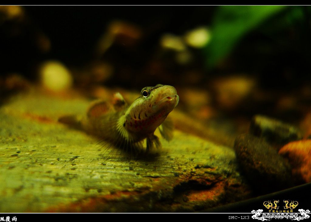 [原创]翻缸只为养本土原生！