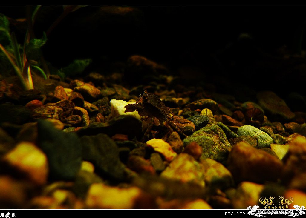 [原创]翻缸只为养本土原生！