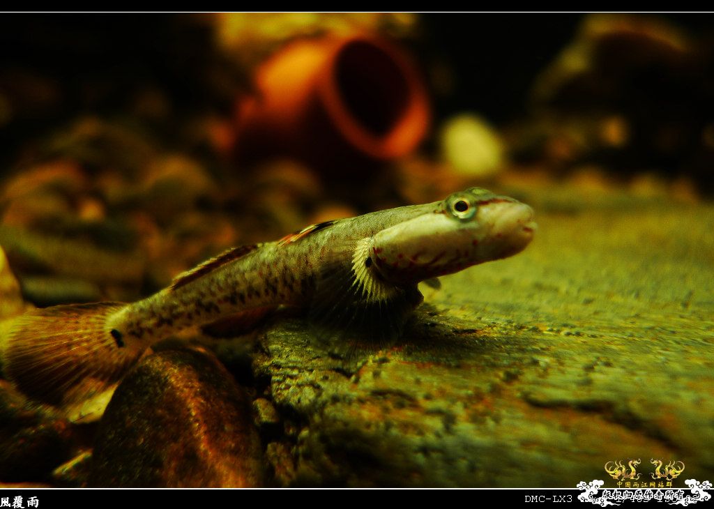 [原创]翻缸只为养本土原生！