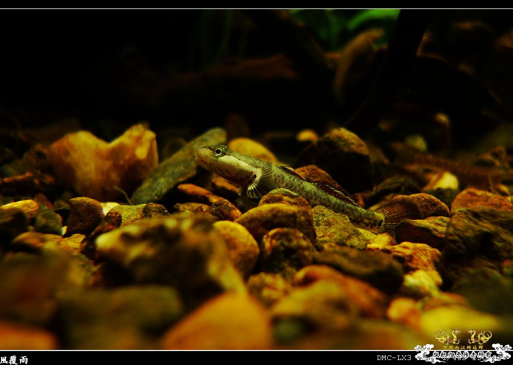 [原创]翻缸只为养本土原生！