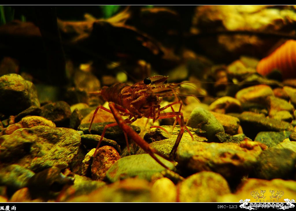 [原创]翻缸只为养本土原生！