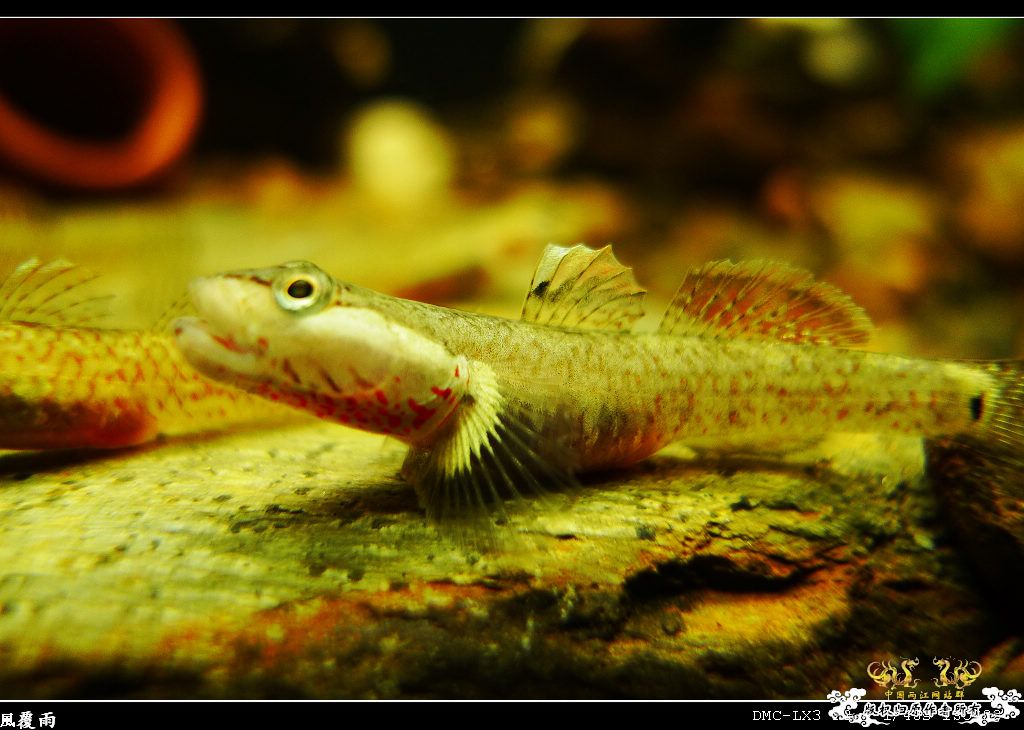 [原创]翻缸只为养本土原生！