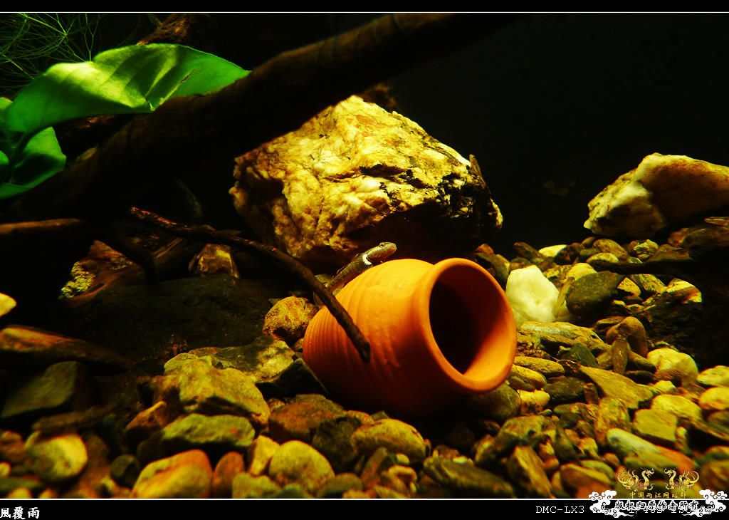 [原创]翻缸只为养本土原生！