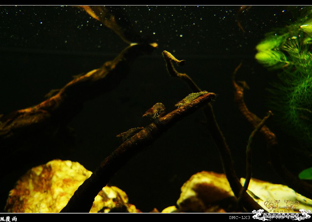 [原创]翻缸只为养本土原生！