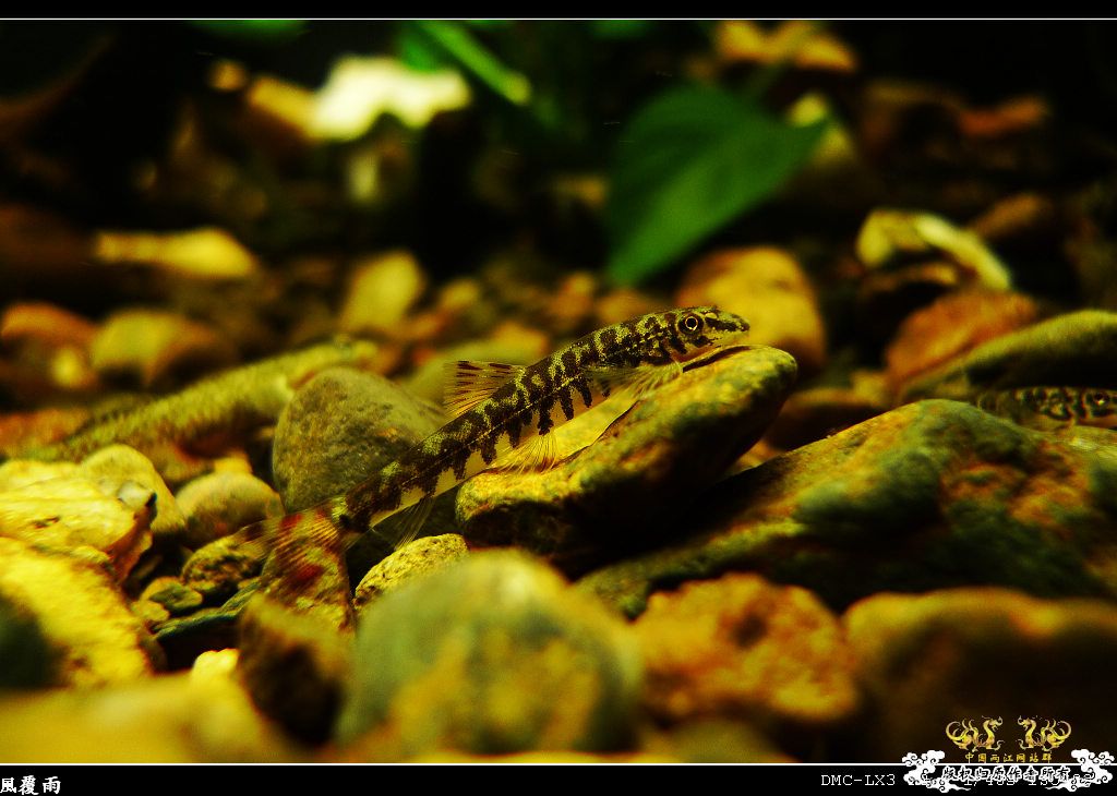 [原创]翻缸只为养本土原生！