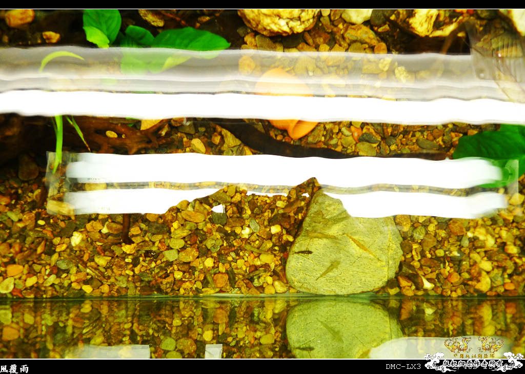 [原创]翻缸只为养本土原生！