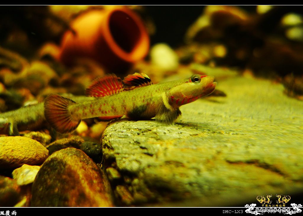 [原创]翻缸只为养本土原生！