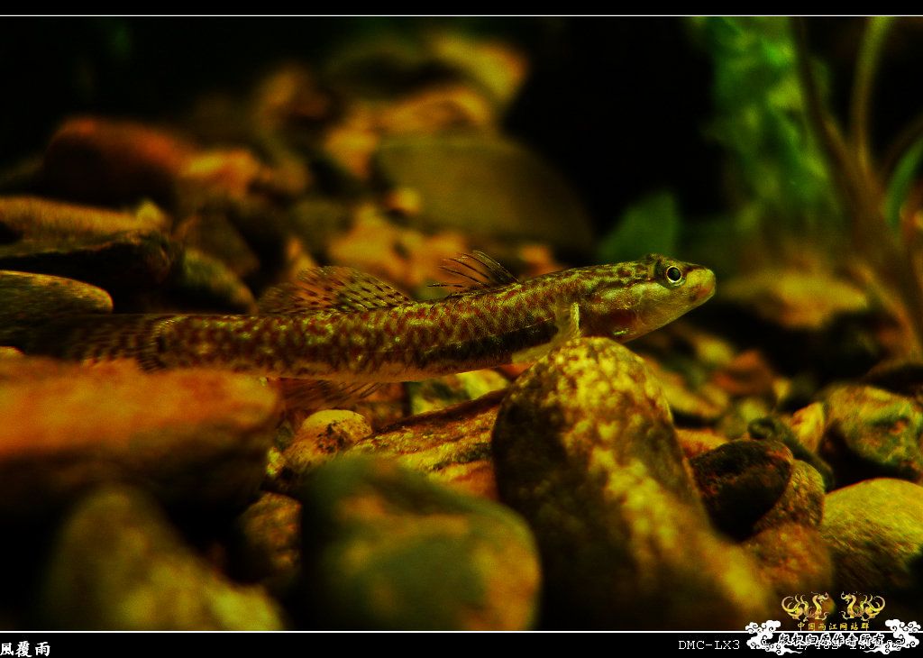 [原创]翻缸只为养本土原生！