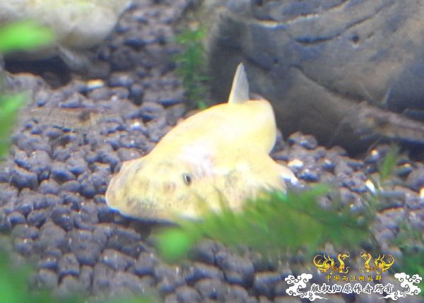 金色的鳅