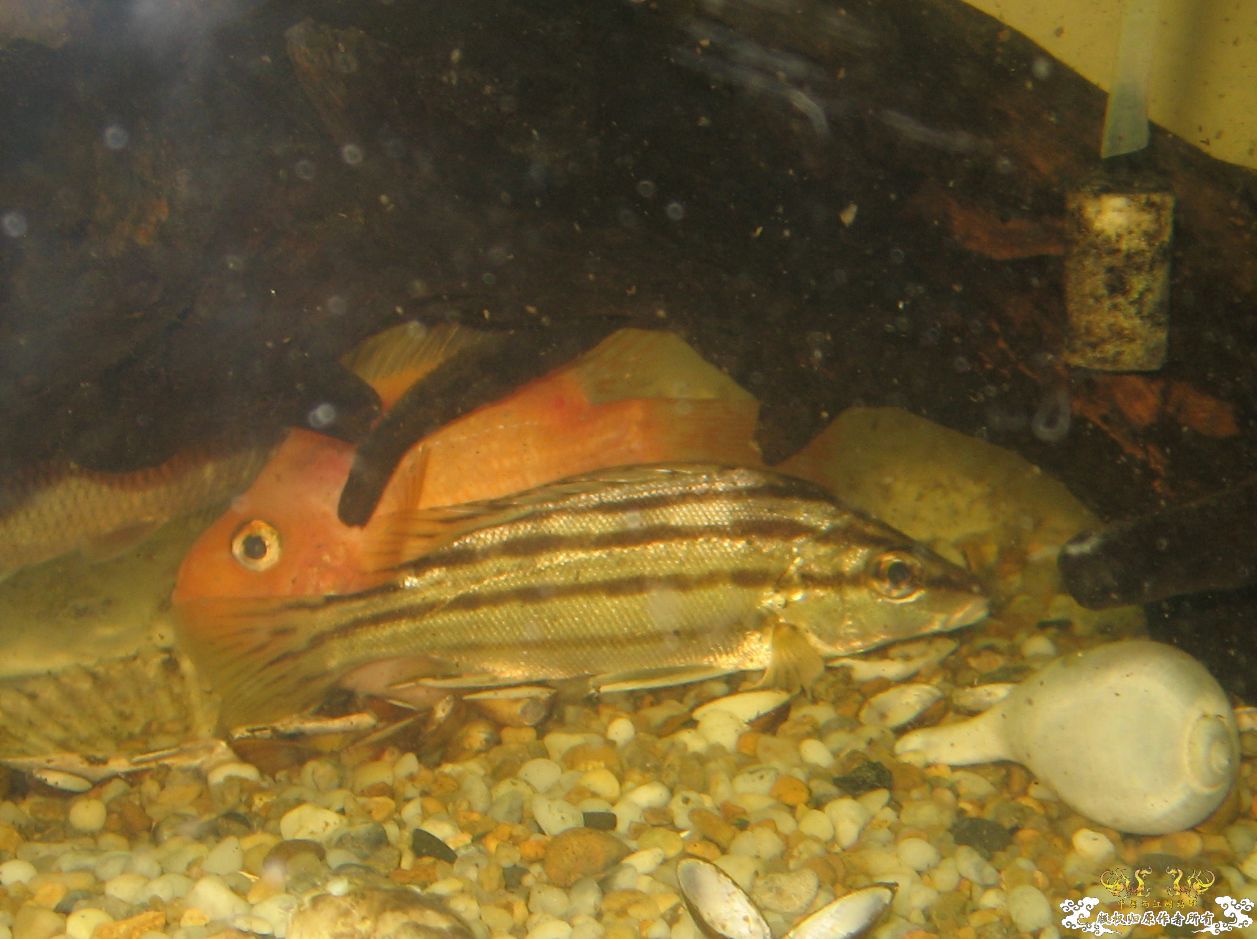 闽江钓的，求名