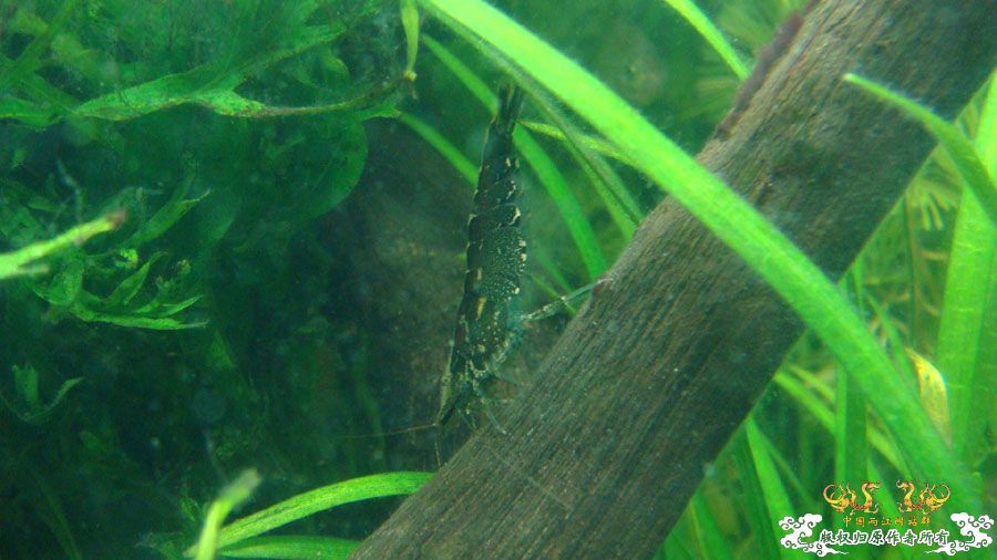 幸存的黑壳虾 [9P]