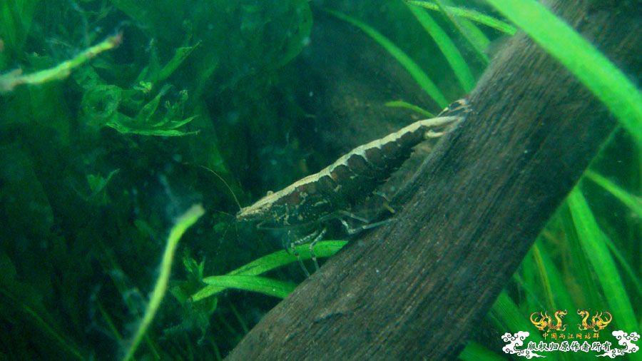 幸存的黑壳虾 [9P]