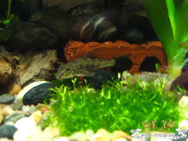 [分享]帮忙认认鱼