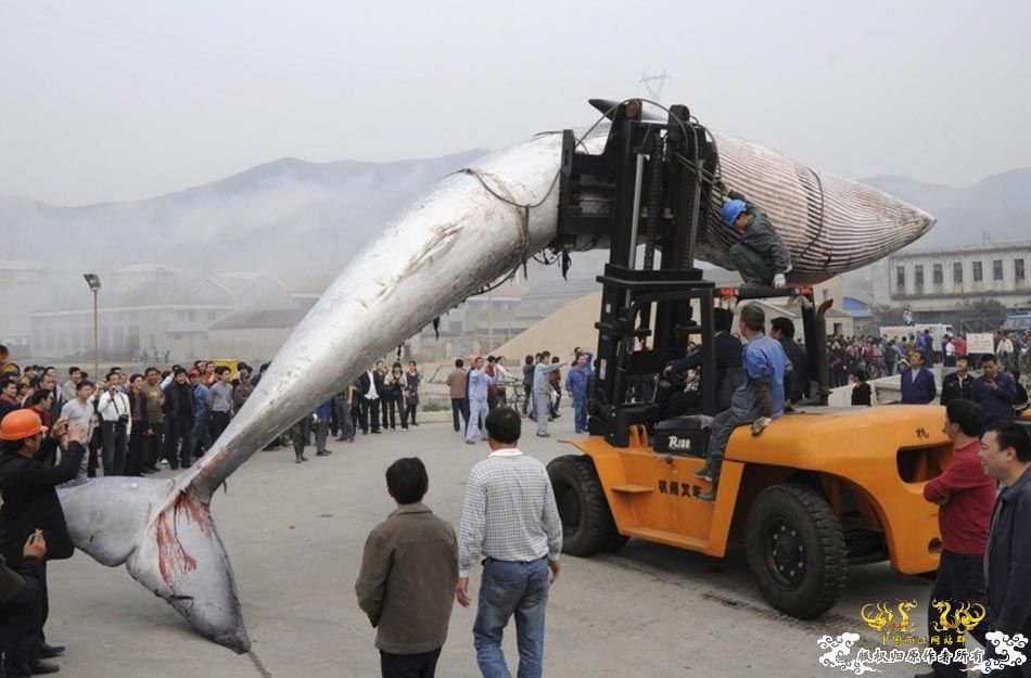 路透社09年度图片——自然环境 中国篇