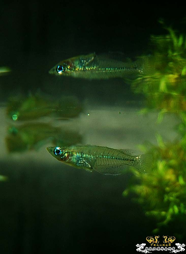 青鳉  [6P]