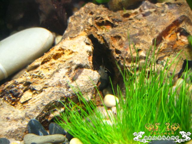 [分享]帮忙认认鱼