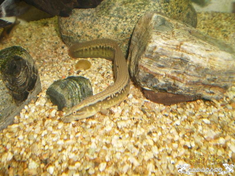 ++++++++++++神龙+++++++++++++