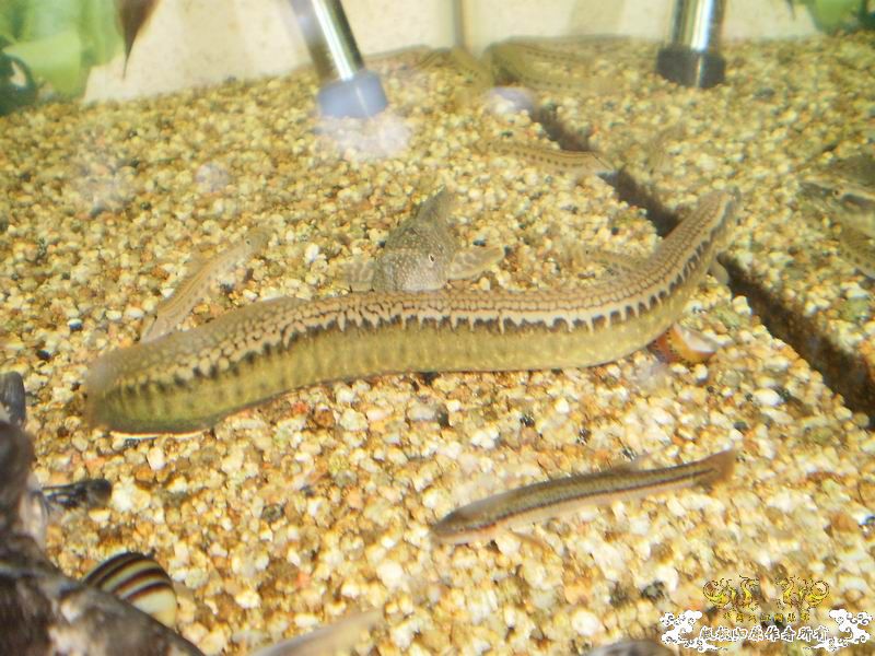 ++++++++++++神龙+++++++++++++