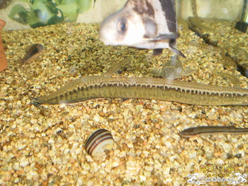 ++++++++++++神龙+++++++++++++