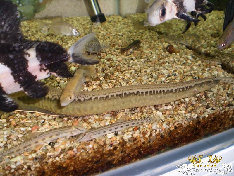 ++++++++++++神龙+++++++++++++