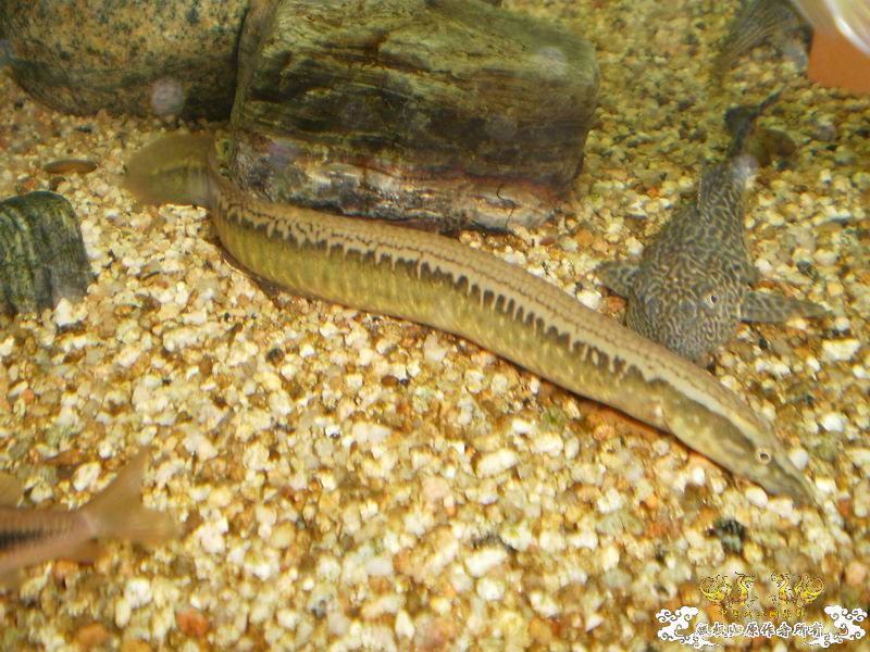 ++++++++++++神龙+++++++++++++