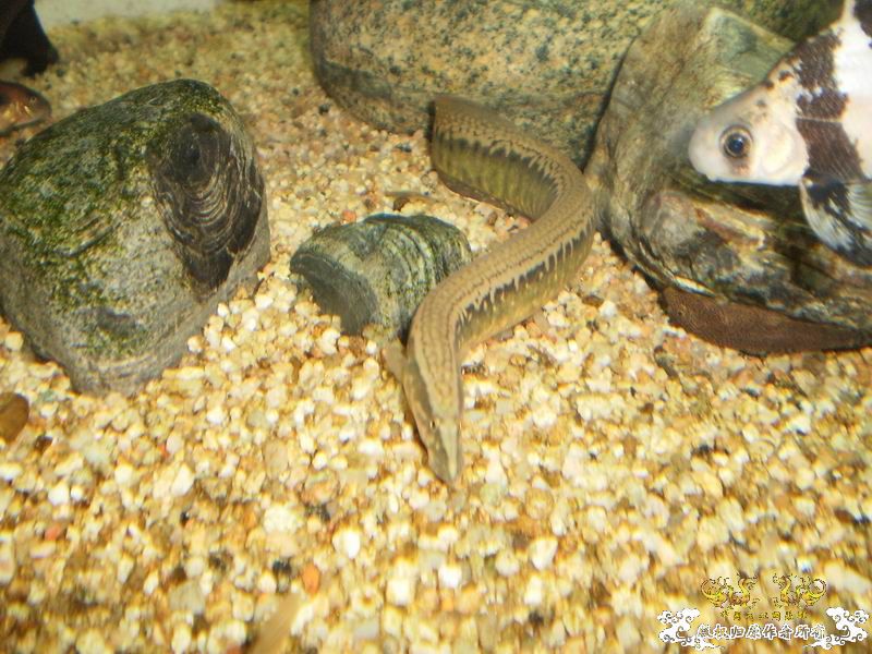 ++++++++++++神龙+++++++++++++