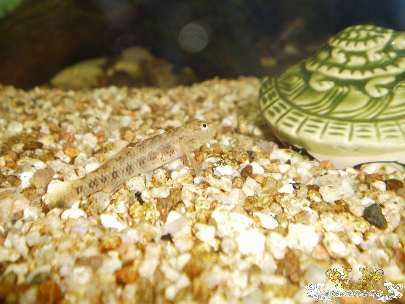 +++++++++++++++++认虎+++++++++++++++++