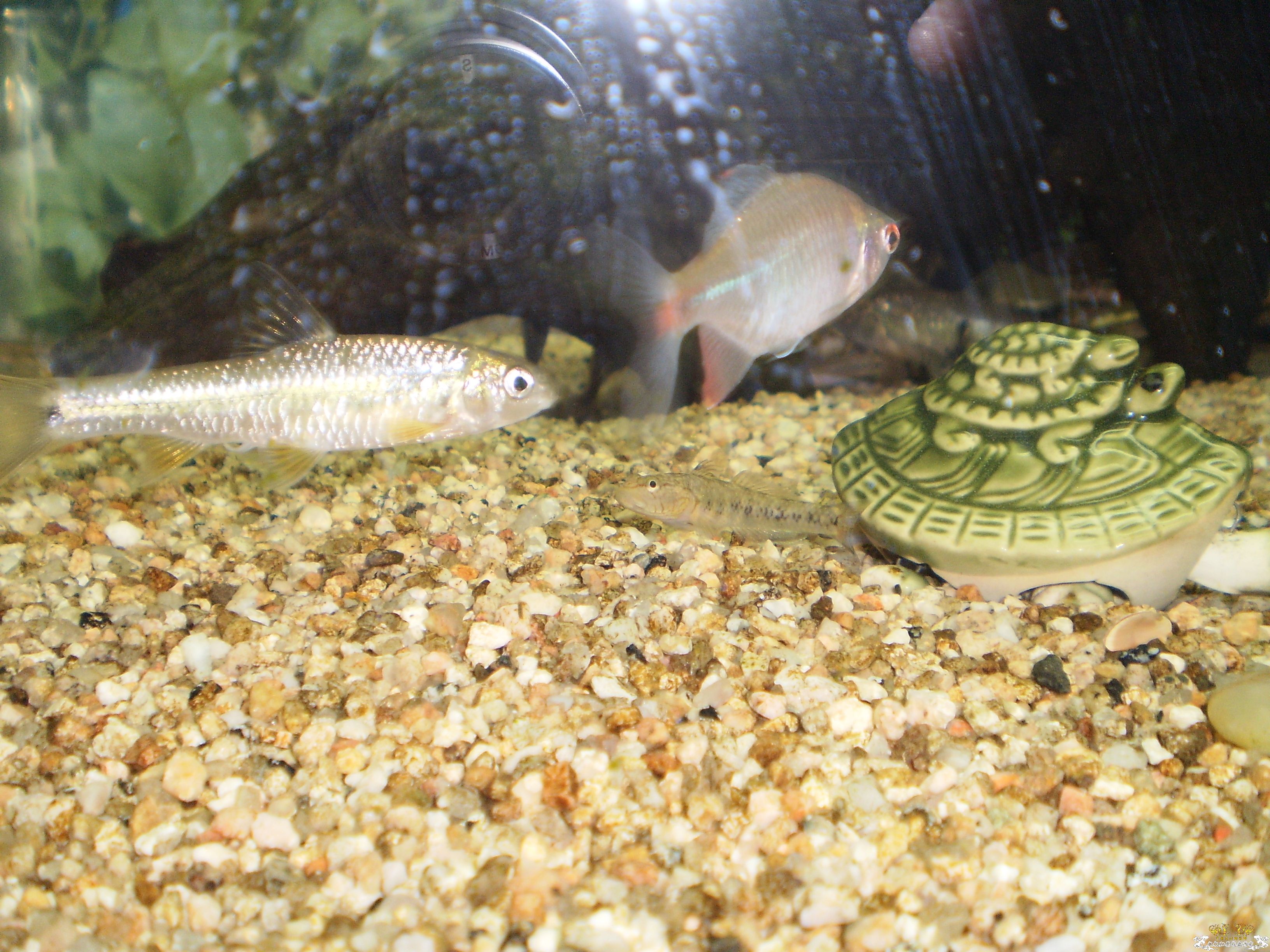 +++++++++++++++++认虎+++++++++++++++++