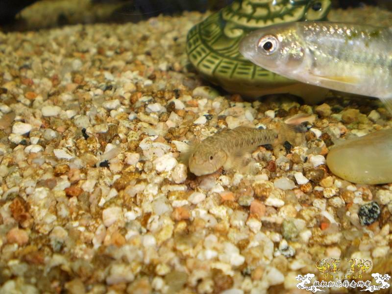 +++++++++++++++++认虎+++++++++++++++++