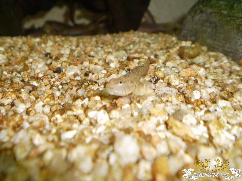 +++++++++++++++++认虎+++++++++++++++++