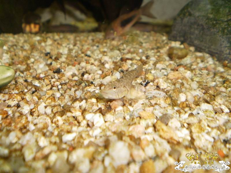 +++++++++++++++++认虎+++++++++++++++++