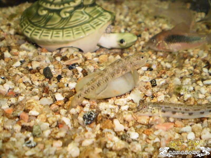 +++++++++++++++++认虎+++++++++++++++++