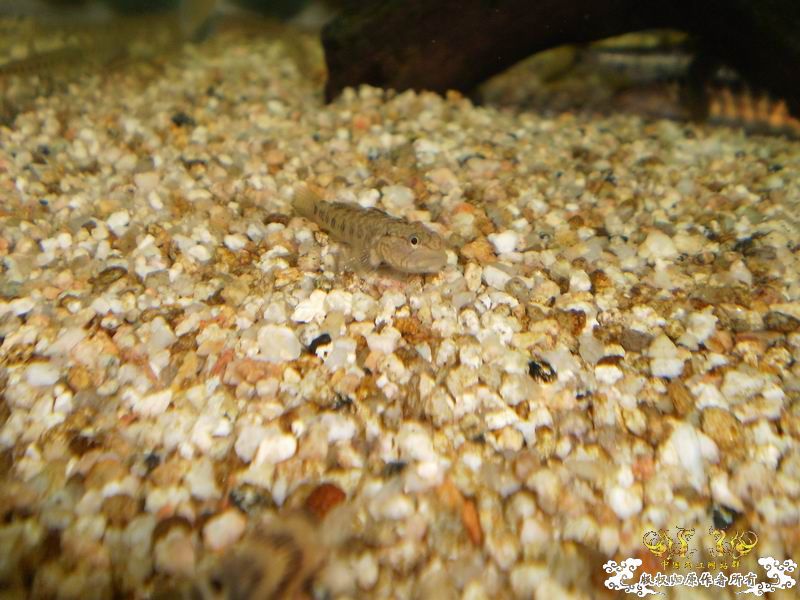 +++++++++++++++++认虎+++++++++++++++++