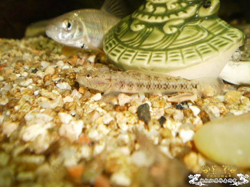 +++++++++++++++++认虎+++++++++++++++++