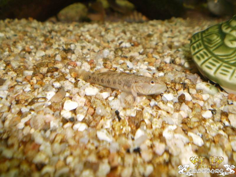 +++++++++++++++++认虎+++++++++++++++++