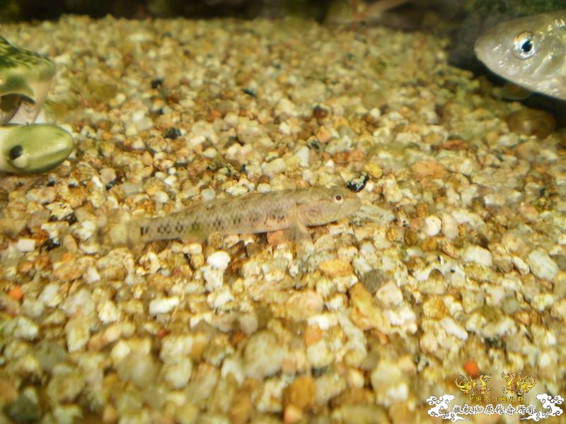 +++++++++++++++++认虎+++++++++++++++++