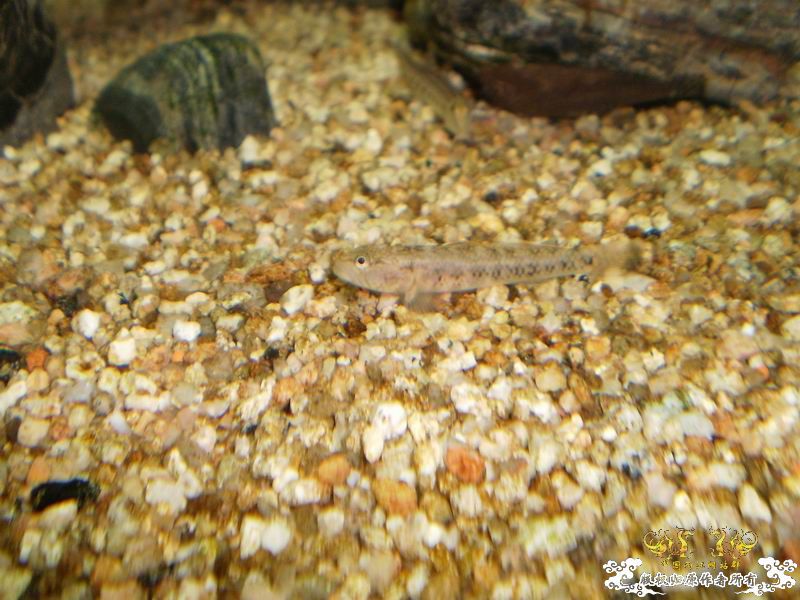 +++++++++++++++++认虎+++++++++++++++++