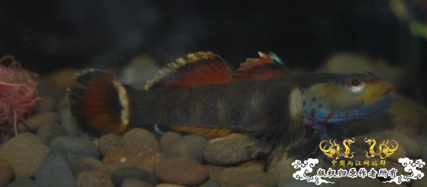 花地新到一批吻虾虎,...问下是什么虎!